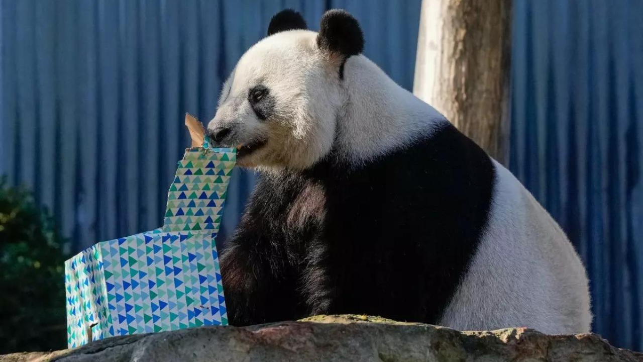 Panda diplomacy: China promises new 'adorable' pandas to replace Australia's popular pair