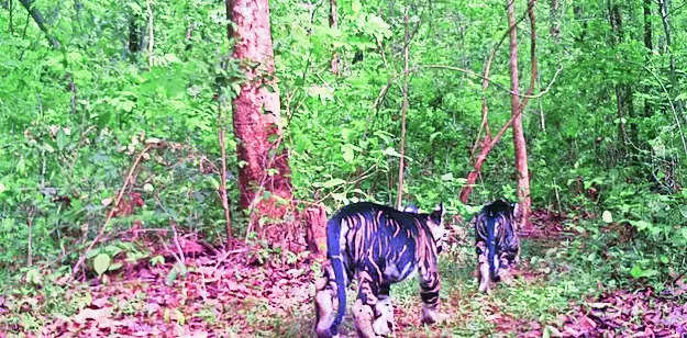 Odisha: 2 melanistic tiger cubs spotted moving with tigress in Similipal Tiger Reserve