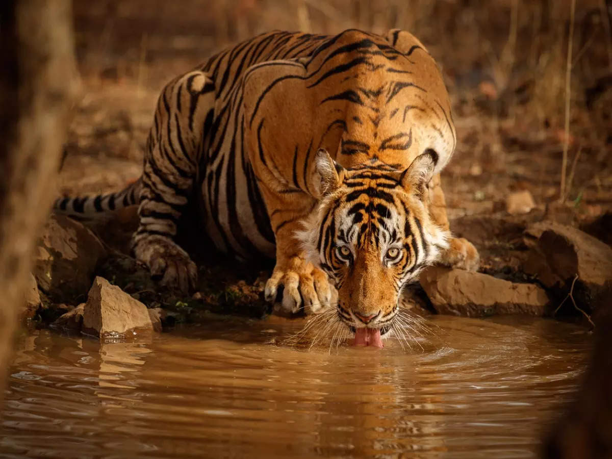 A male tiger was rescued and released in Tamil Nadu’s Anamalai Tiger Reserve