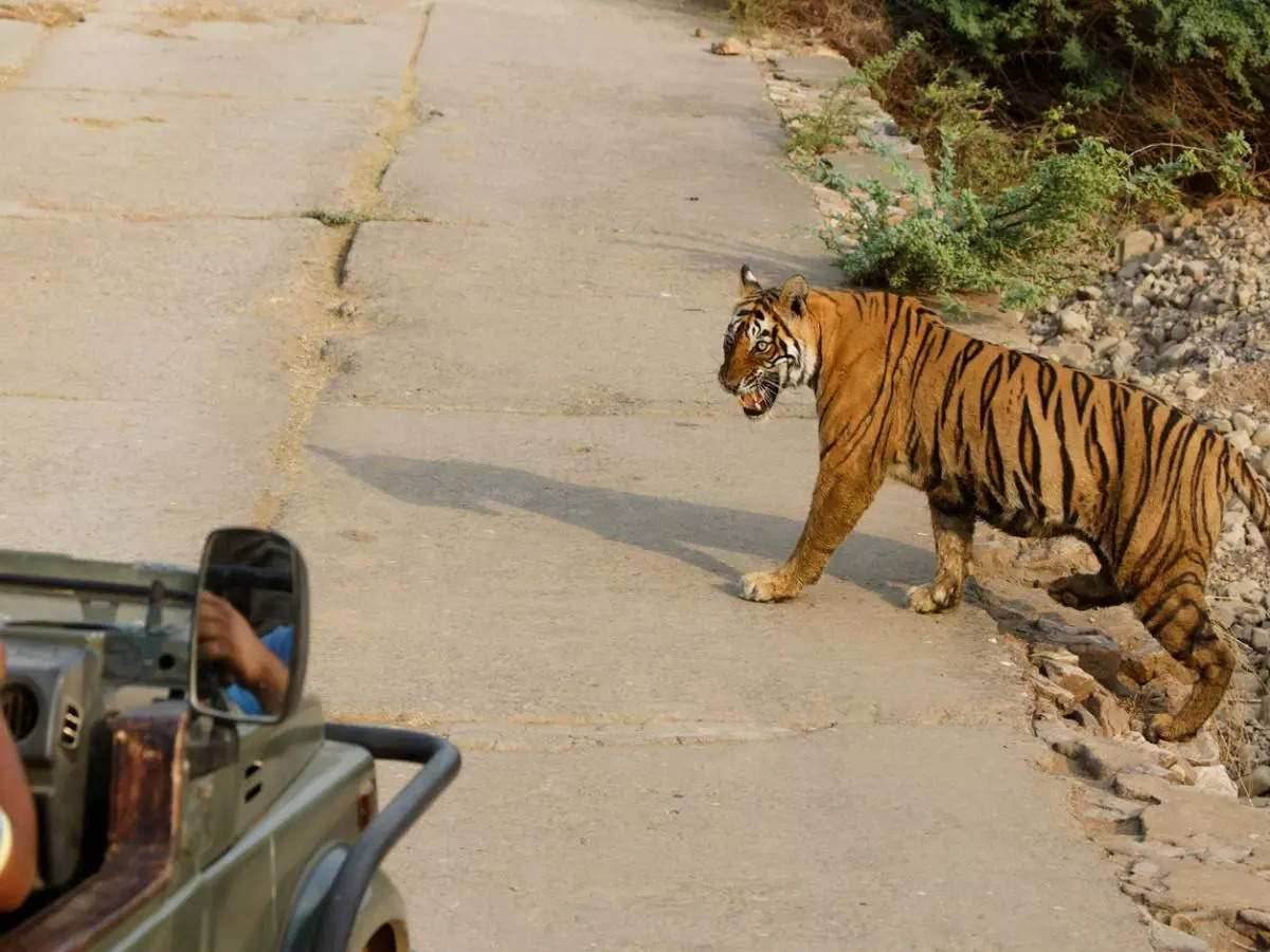 Video of a tiger attacking tourist vehicle in Jim Corbett goes viral