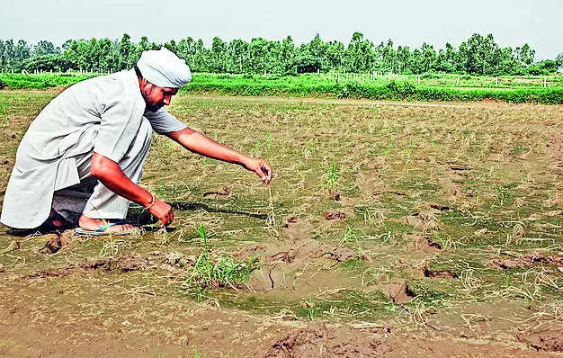 PAU VC: Water running short, transplant paddy after June 20