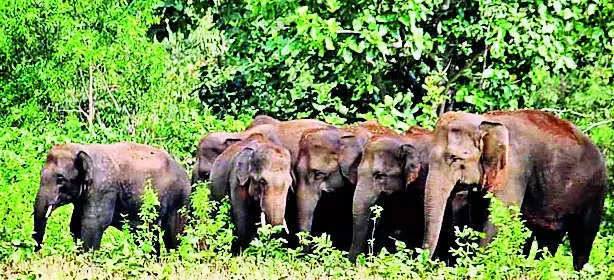 State begins elephant behaviour mapping to rein in errant jumbos