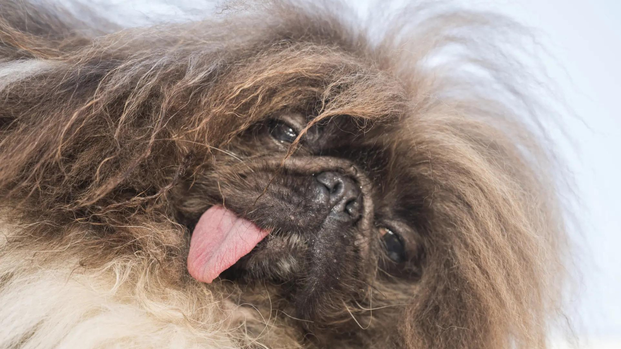 Meet Wild Thang: Winner of world's ugliest dog contest