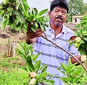 Retd officer cultivates apples in S’garh village