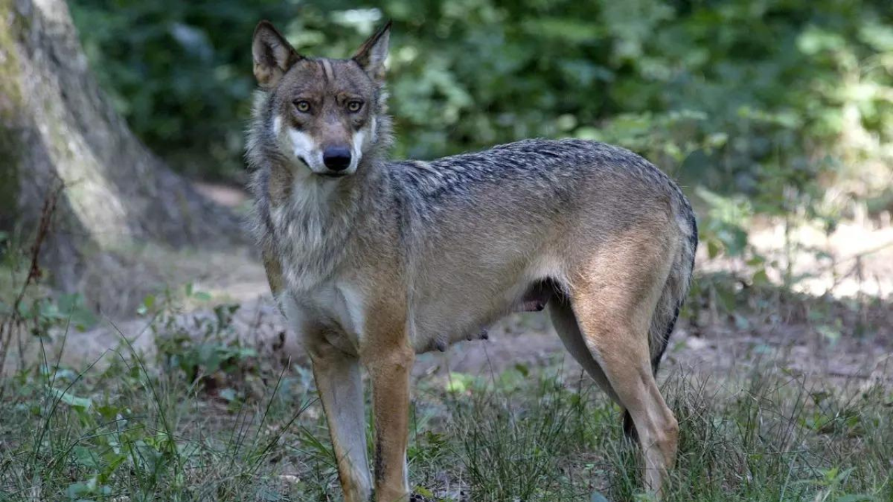 Woman jogger in intensive care after wolf attack in French animal park