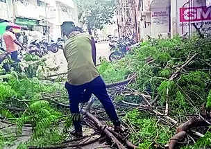 46 trees uprooted due to heavy rain