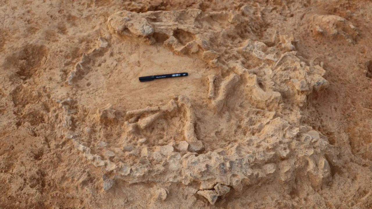 41,000-year-old ostrich nest found in Andhra Pradesh's Prakasam district