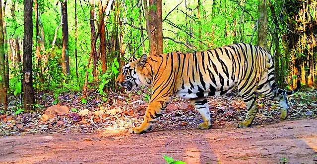 Unable to find a mate, lone tiger walks out of Debrigarh sanctuary