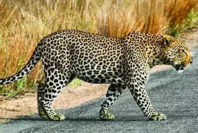 Woman killed as car overturns in bid to avoid hitting leopard