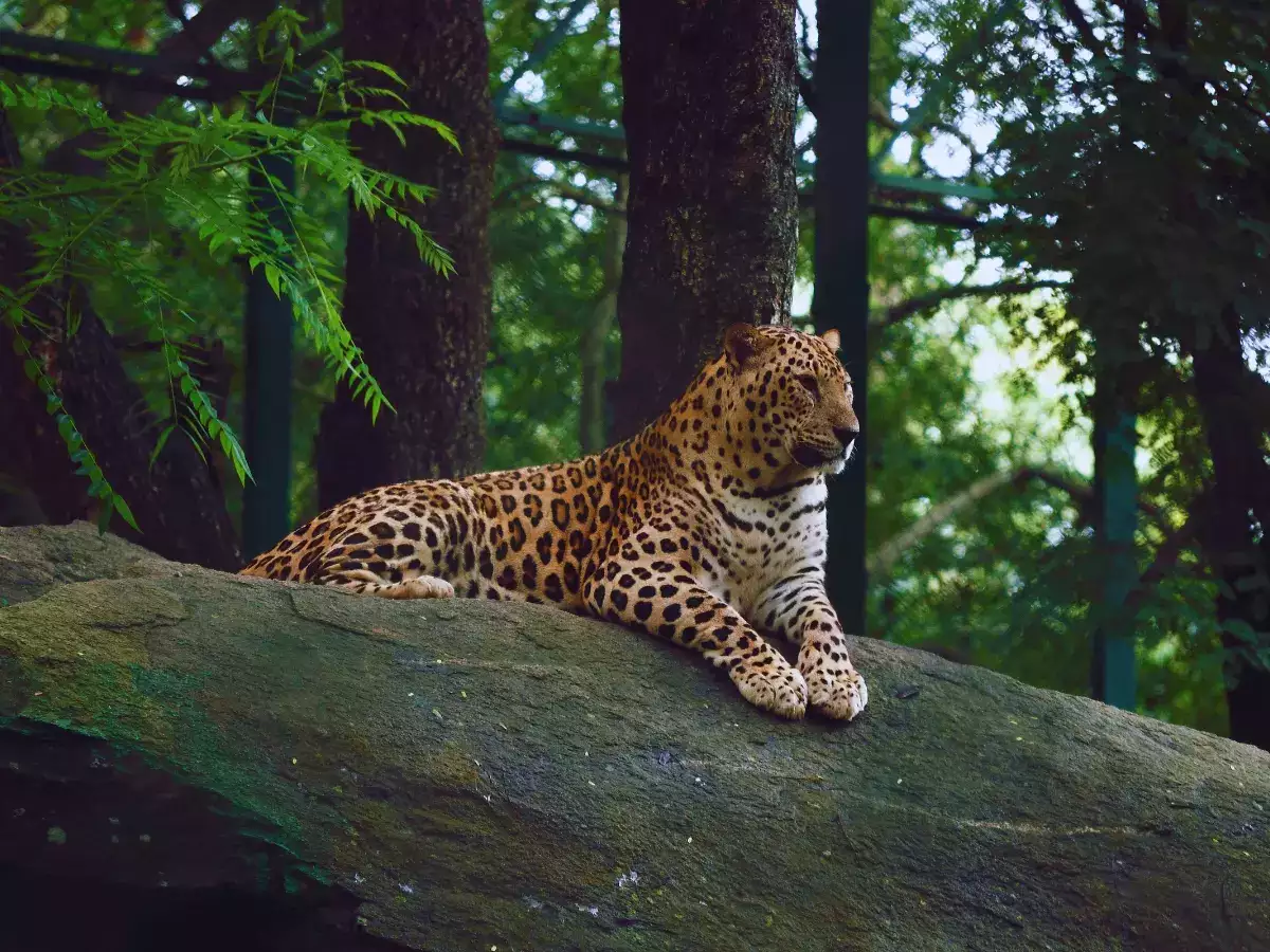 Bannerghatta Biological Park introduces leopard safari and afforestation efforts