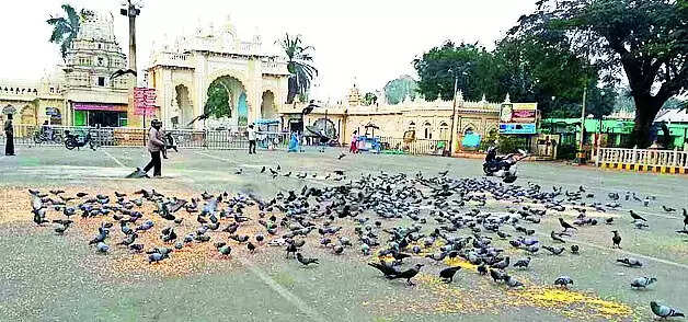 Prevent feeding of pigeons around palace: DC to officials