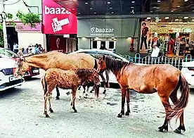3 horses collapse, 1 dies on city roads