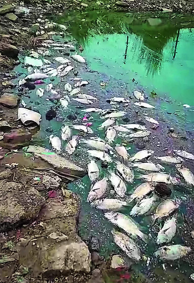 Fish wash up dead on pond’s banks, villagers blame sewage overflow