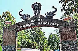 Elephant population in Dalma dwindles: Census
