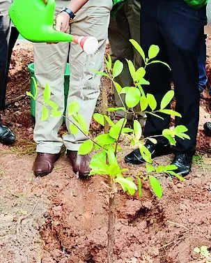 Hasiru-Usiru: MCC plans to plant 10k saplings in city