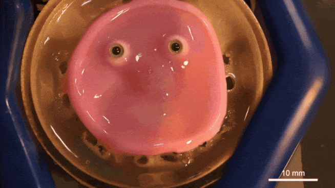 A pink blob with beady eyes: Robot with 'living skin' and a pretty smile