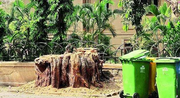 Malabar Hill residents in Mumbai allege unscientific trimming of trees