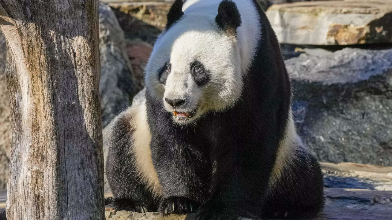 Handover day: China gifts a pair of giant pandas to Hong Kong