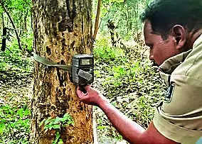 Camera trap chips extracted for leopard count
