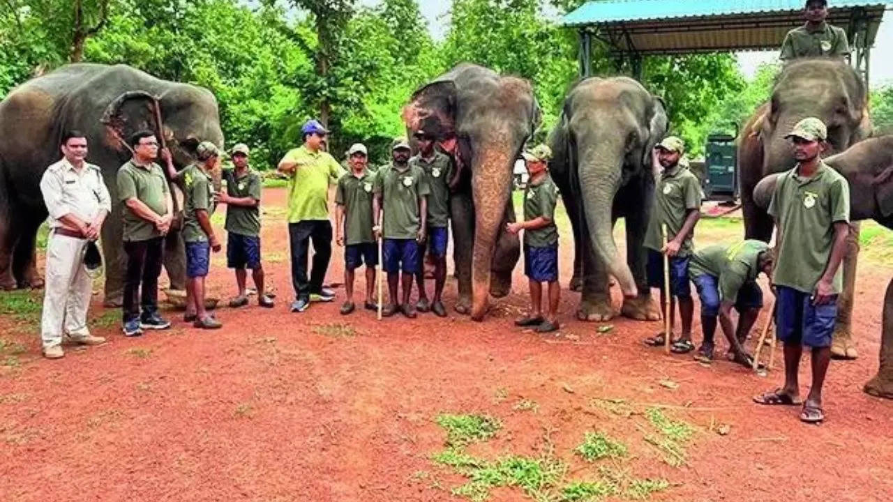 Just opened in an Odisha wildlife sanctuary, a restaurant for jumbos