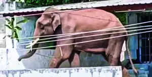 Tusker spreads fear among residents of Gobichettipalayam