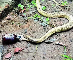 Experts remove cough syrup bottle from mouth of cobra