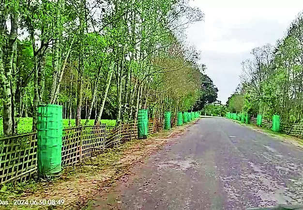 Villagers in Khumtai transform landscape with native trees