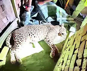 Leopard rescued from brick kiln