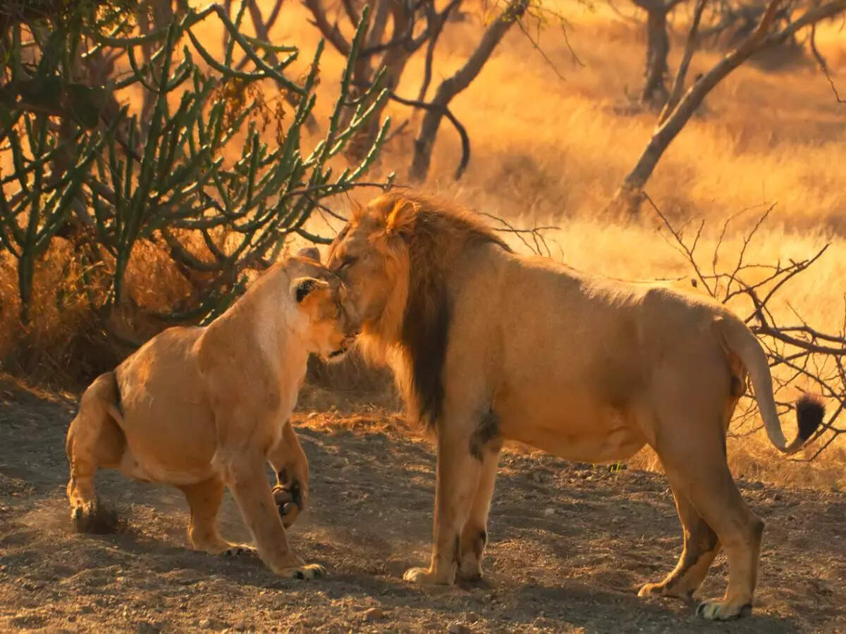 5 famous national parks in Gujarat for wildlife enthusiasts