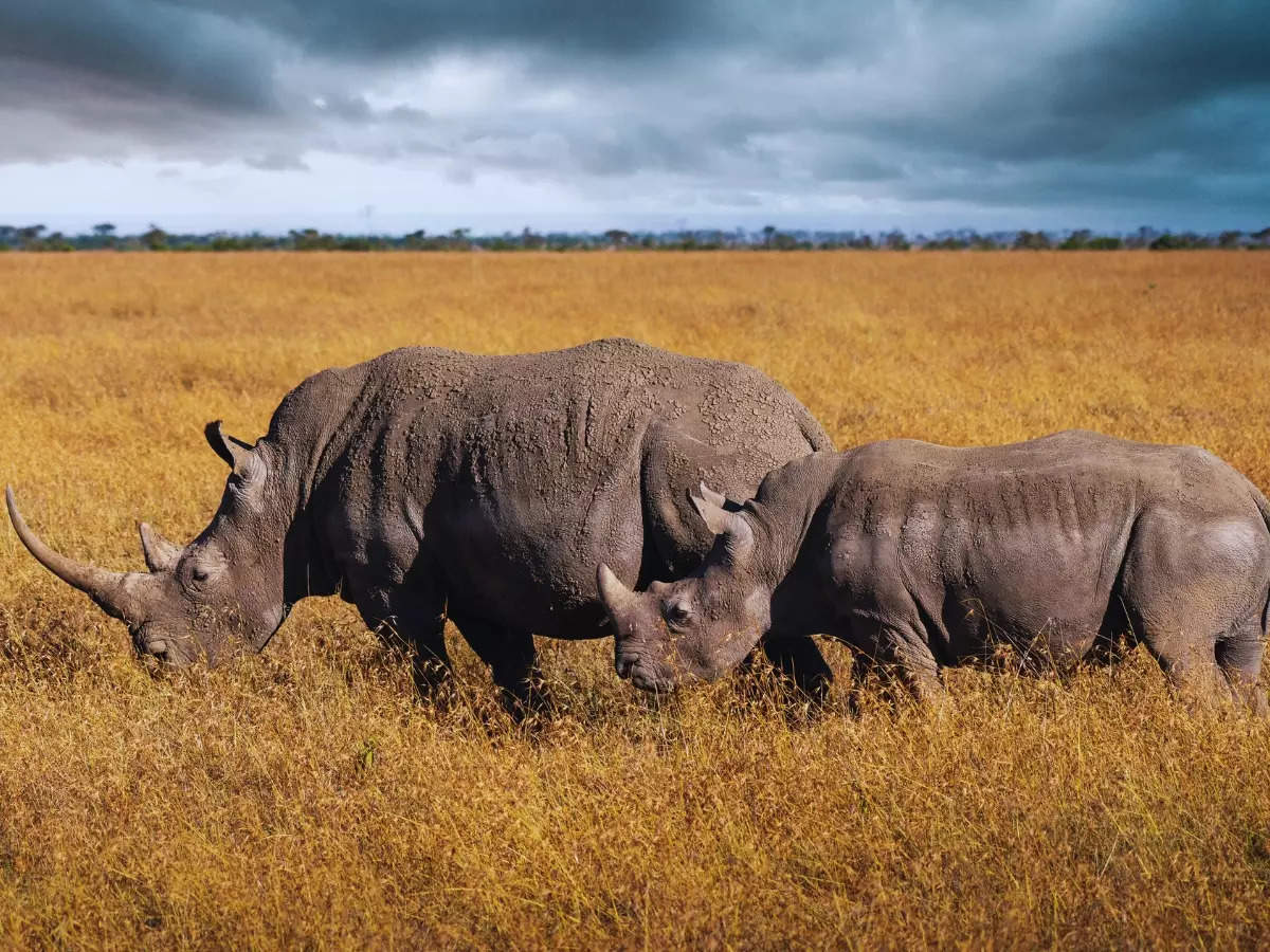 How is Africa leading the world in wildlife conservation?