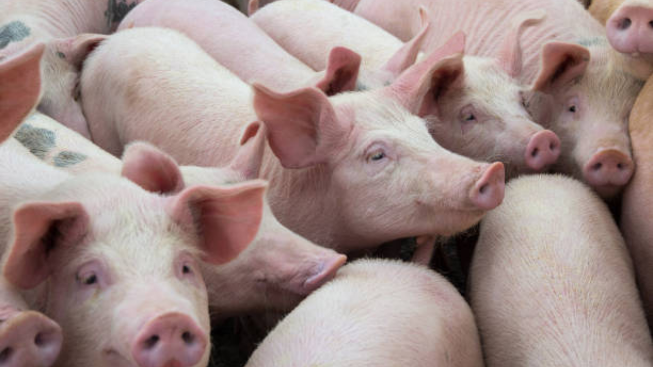 African Swine Fever cases reported in Kerala: Can it spread to humans?