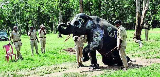 Elephants to be moved from K Gudi camp to Budipadaga