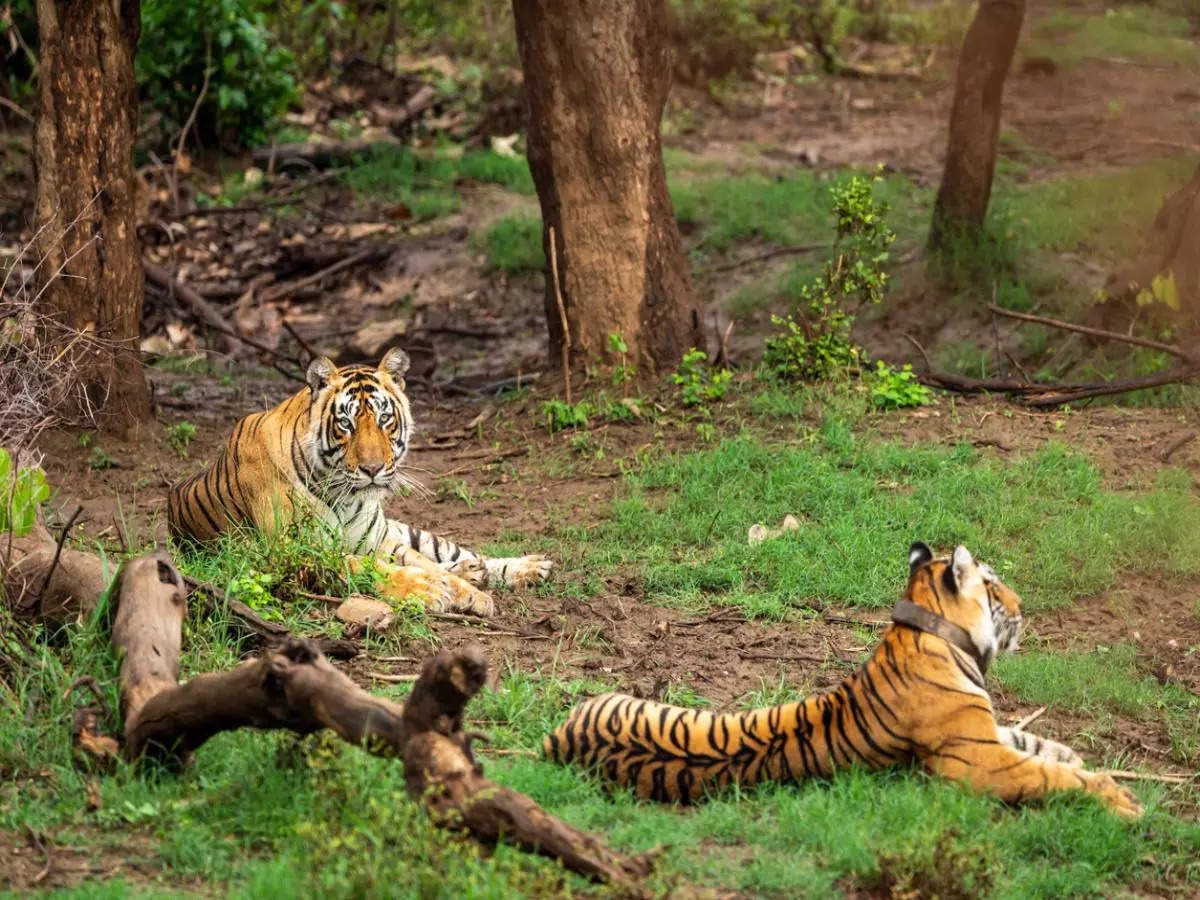 5 thrilling tiger safaris to take in India this monsoon (Buffer and other zones)