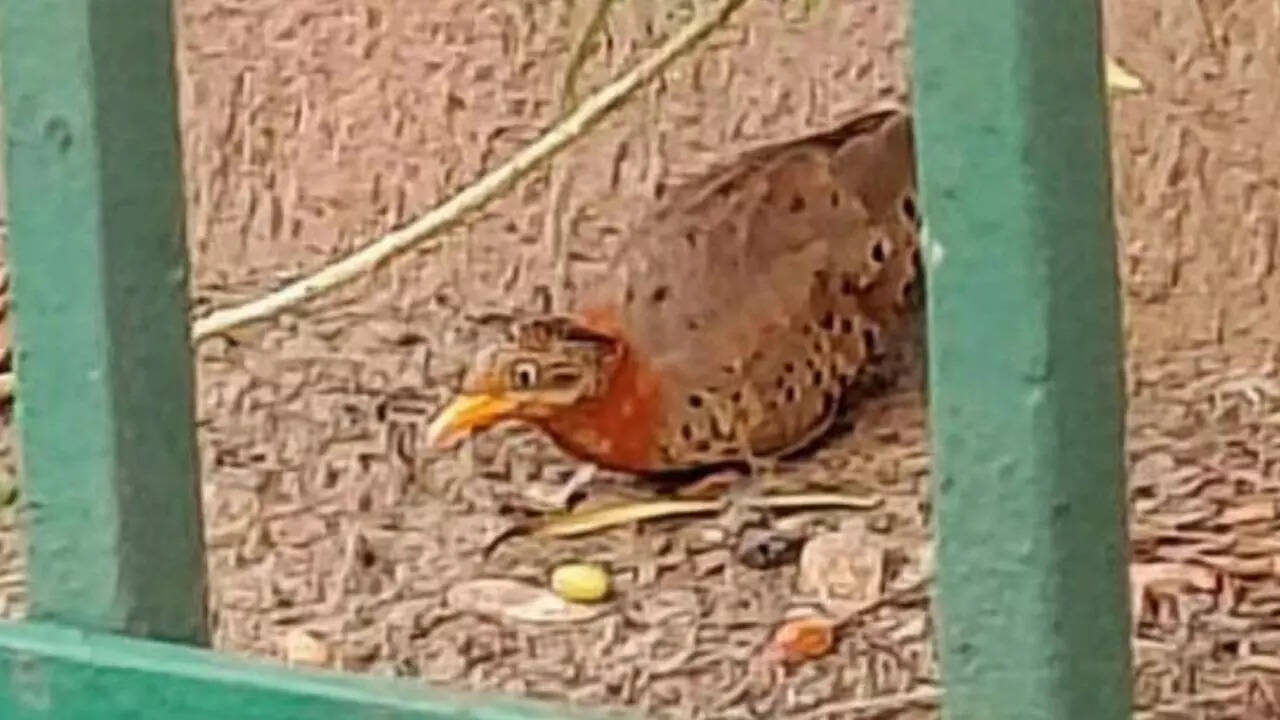 Elusive bird spotted on busy Dwarka road