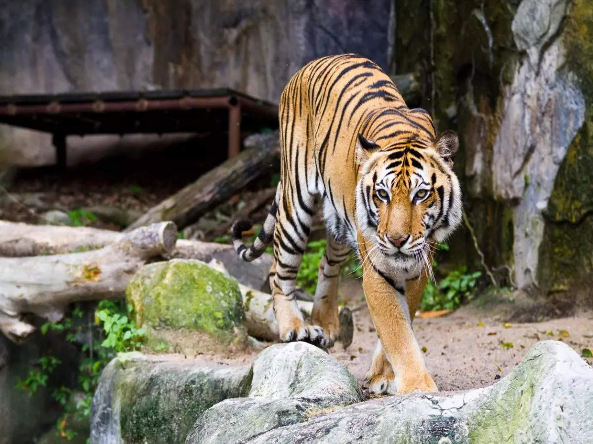 Tiger captured in Wayanad finds new home at Thiruvananthapuram Zoo, Kerala