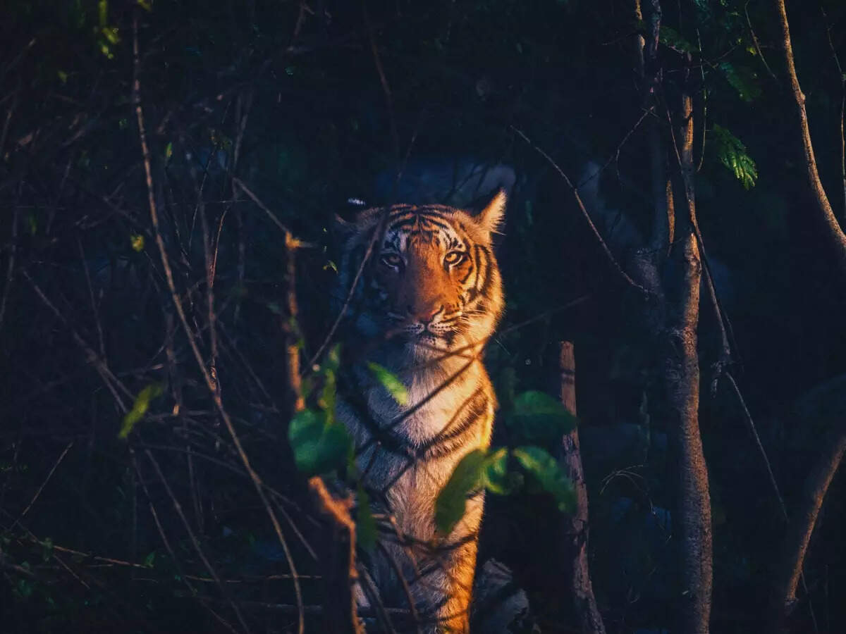 10 Indian national parks that are also Tiger Reserves