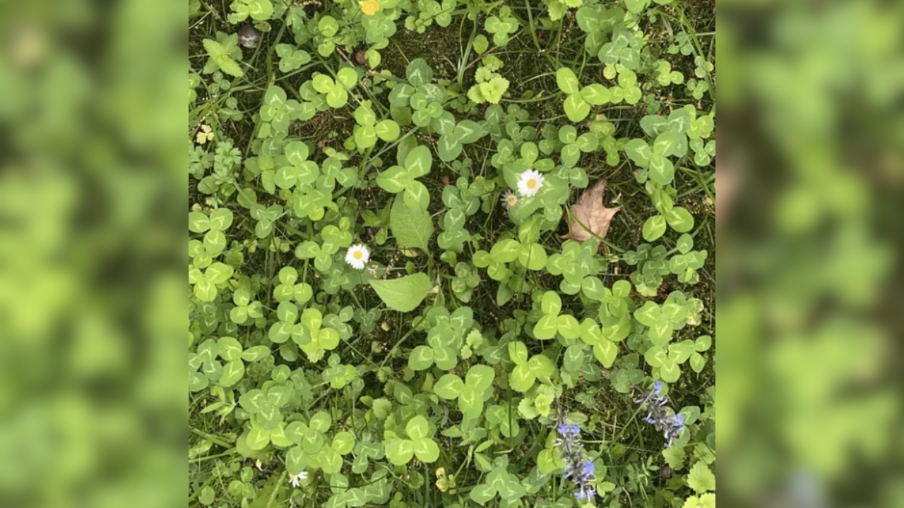 Optical illusion: Spot the four-leaf clover