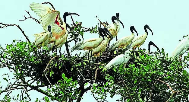 Birds throng Bhitarkanika for nesting
