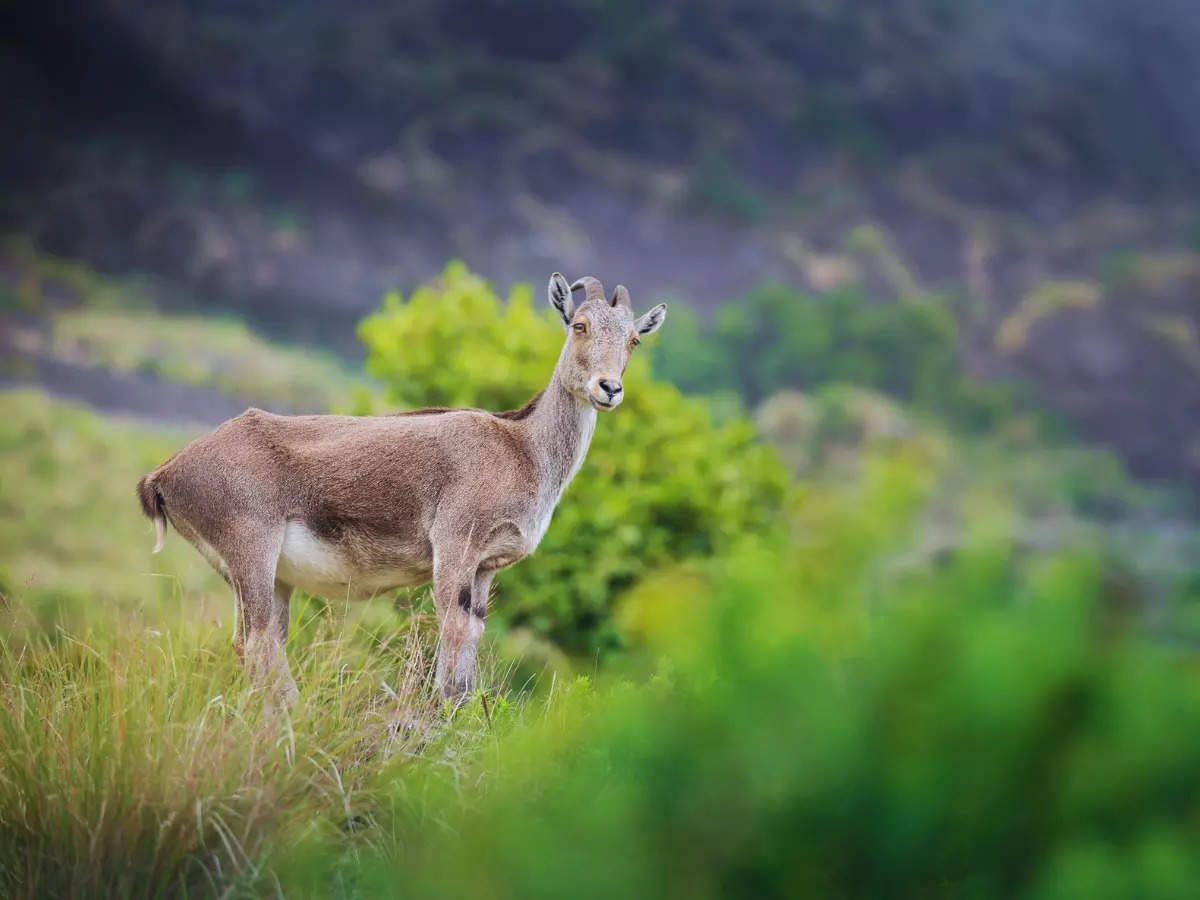 Eravikulam National Park: Interesting and fun facts for every wildlife enthusiast