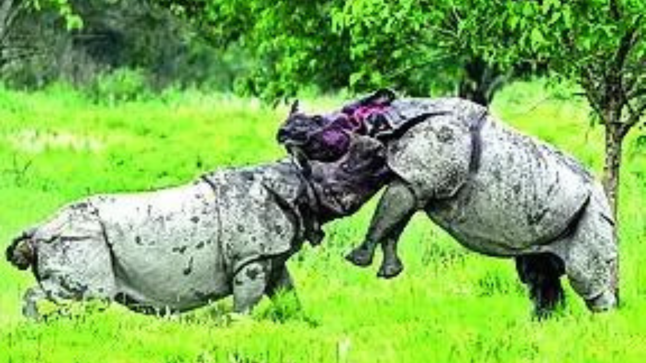 Assam floods claim 9 Kaziranga rhinos