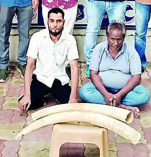 Two arrested with elephant tusks in city