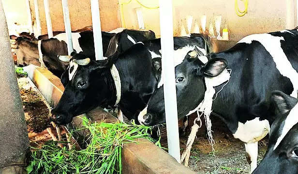 Farmers worried over rise in cattle thefts in Kallapur