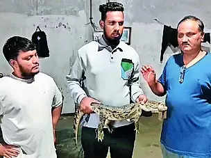 Two crocodiles rescued in city