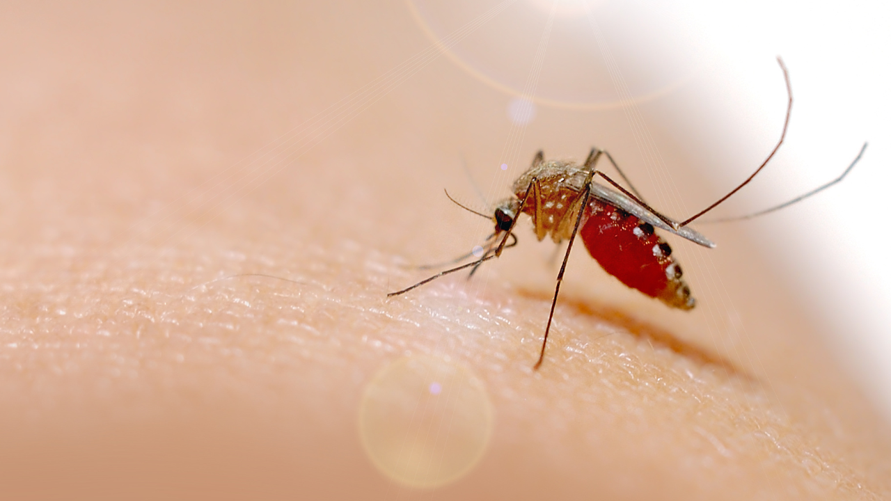 Dengue during pregnancy: Symptoms you should not ignore and how to protect yourself