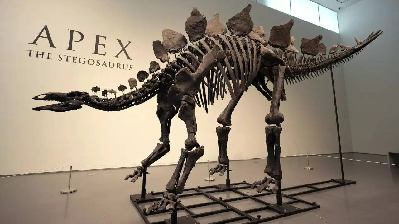 A stegosaurus nicknamed Apex will be auctioned in New York, remains showed signs of arthritis