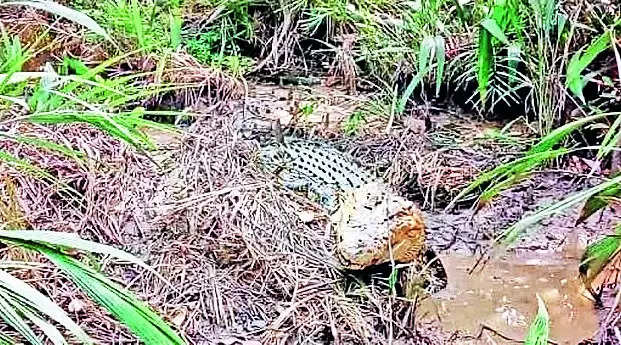 114 nests of saltwater crocs spotted in Bhitarkanika