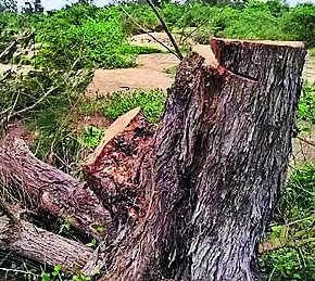 Villagers oppose cutting of trees for steel plant project