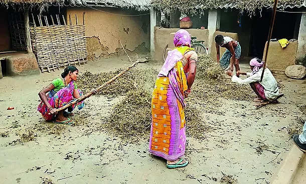 Farming of second crop increases income: Study