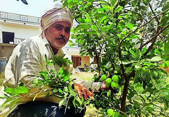 Apple trees from Shimla hills start bearing fruits