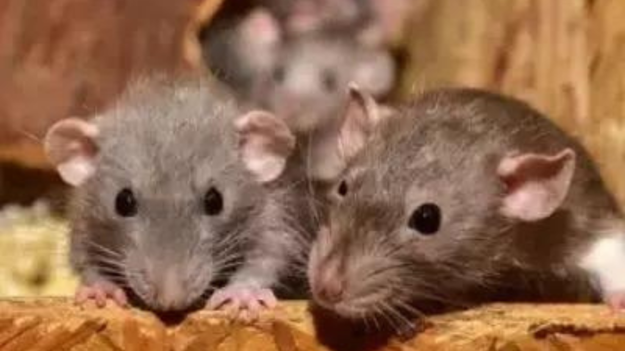 Rats bite sleeping students at hostel